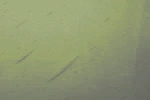 moosgrün - Antikglas mundgeblasen